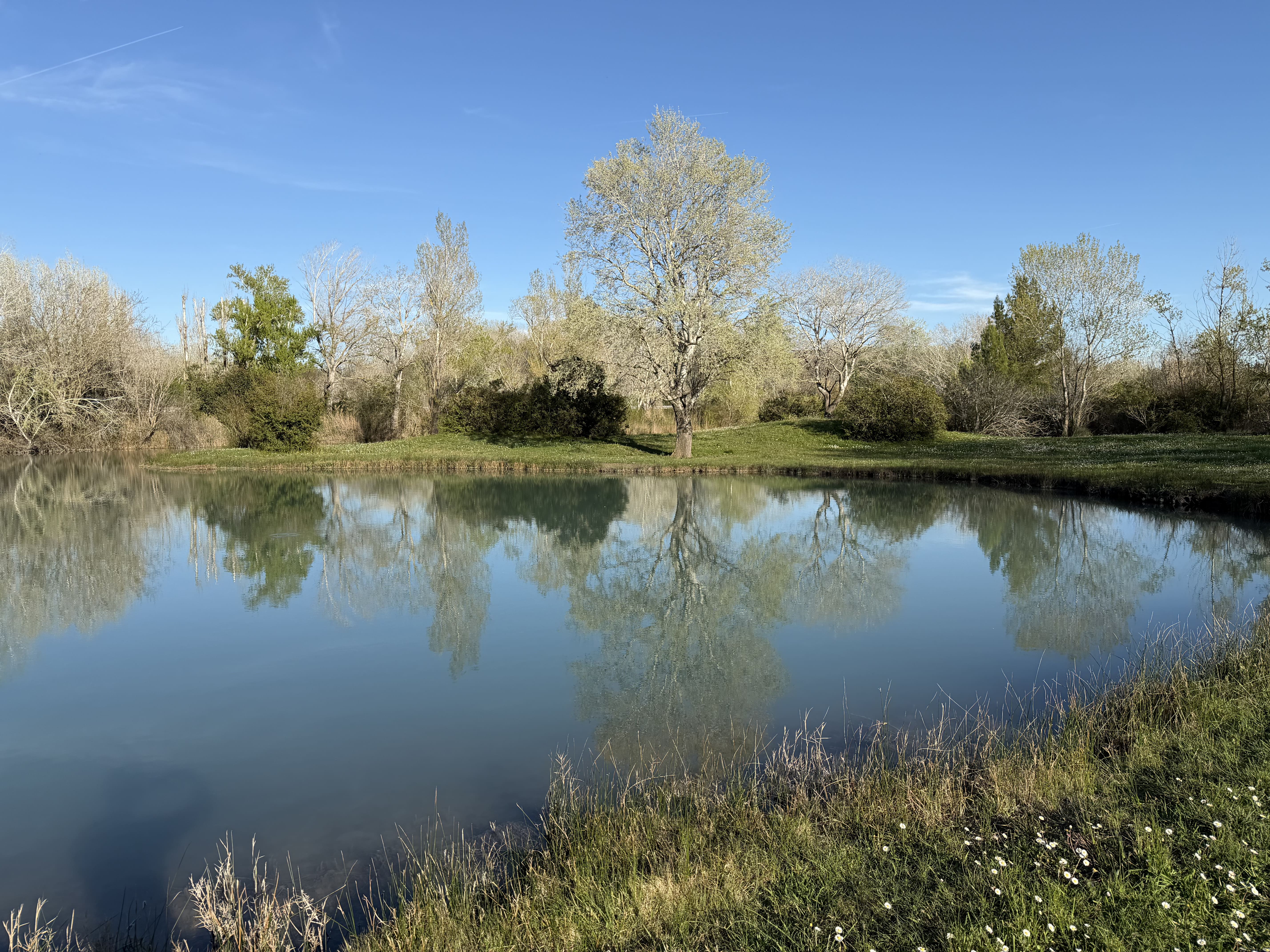 Étang aux reflets miroir – Nature préservée à La Guinguette Arlésienne, près d'Arles en Camargue