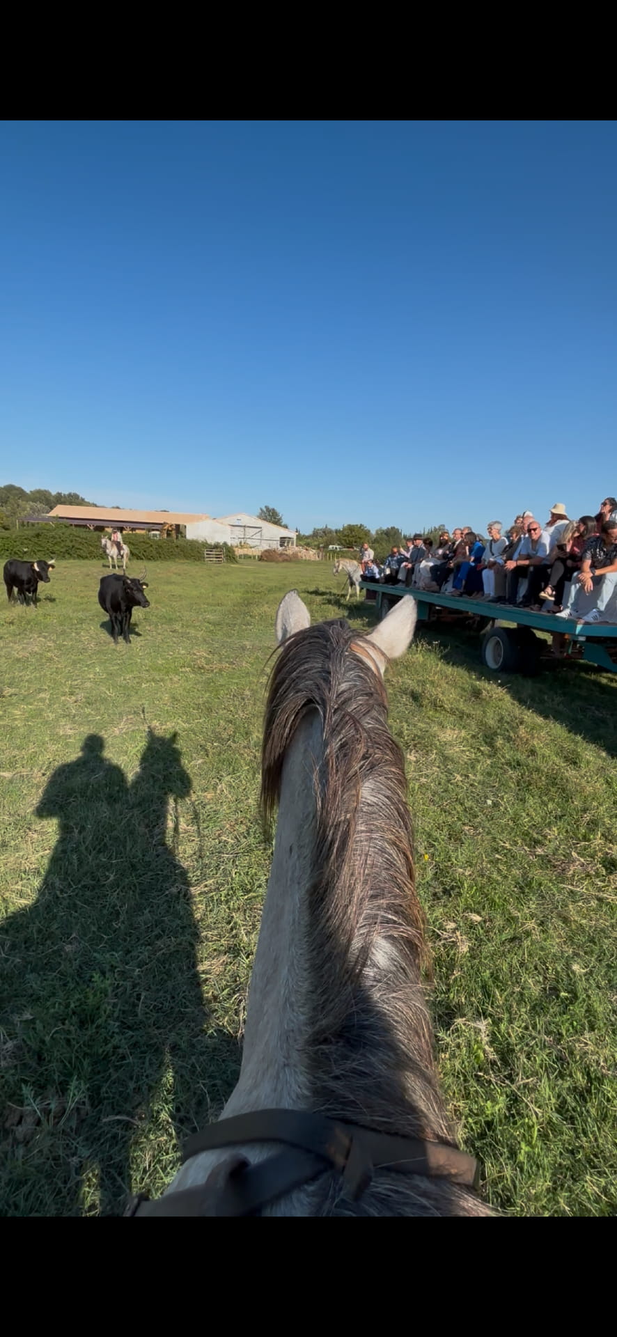 Démonstration de gardianage camarguais – Chevaux et taureaux à La Guinguette Arlésienne